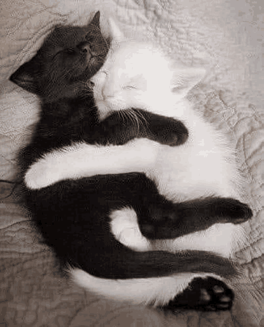 two black and white cats are hugging each other on a blanket .