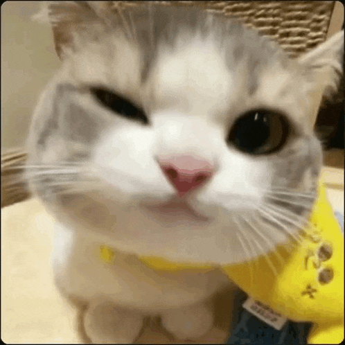 a close up of a cat wearing a yellow scarf on its neck .