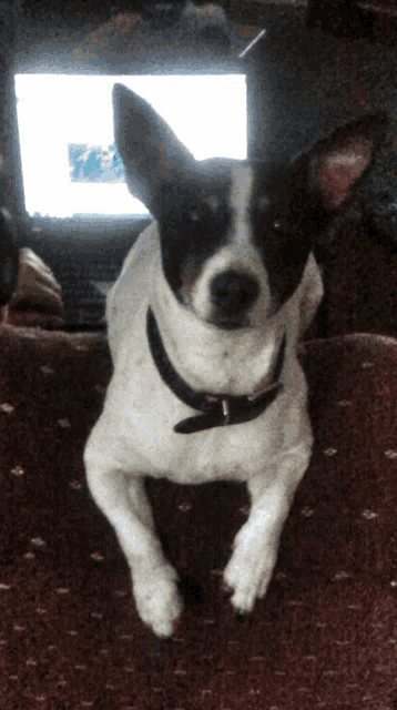 a small black and white dog is laying on a couch in front of a laptop