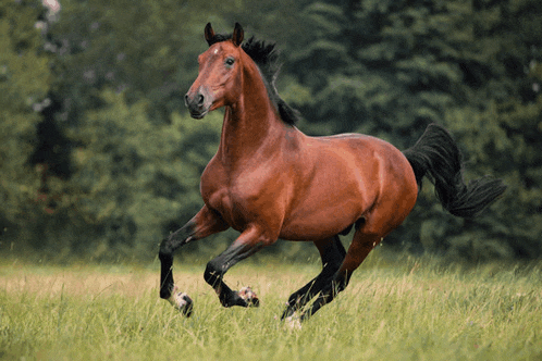 a brown horse with a black mane is running through a grassy field