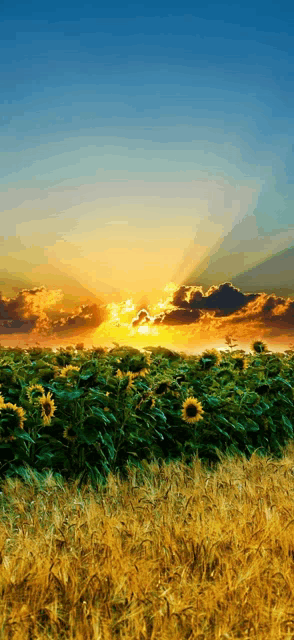 the sun shines through the clouds over a field of sunflowers