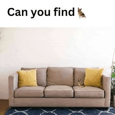 a cat is sitting on a couch in a living room with a rug .