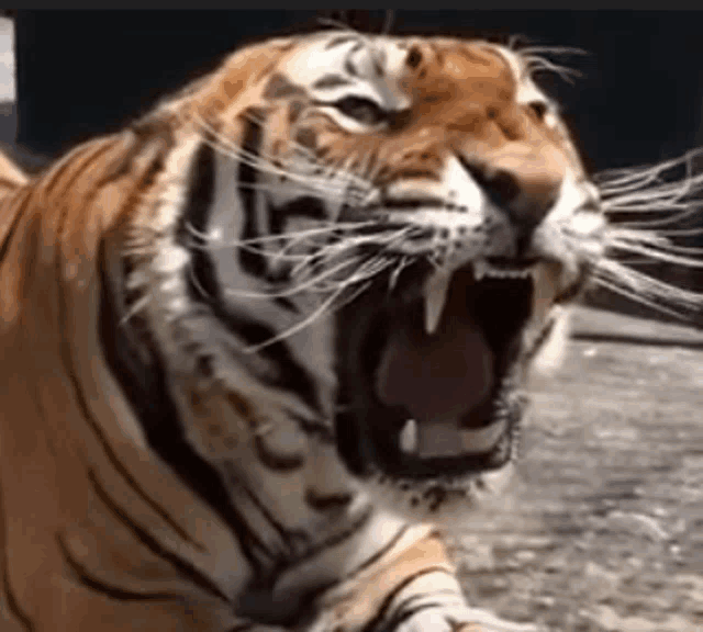 a close up of a tiger yawning with its mouth wide open