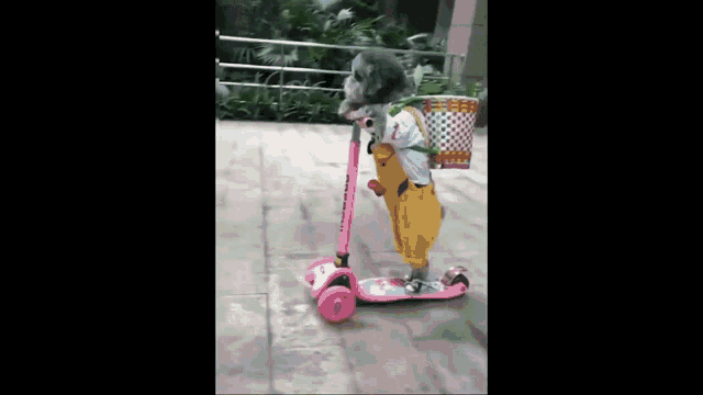 a dog is riding a scooter with a basket on the back