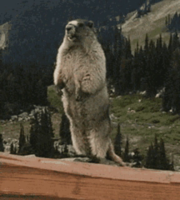 Groundhog Gh GIF