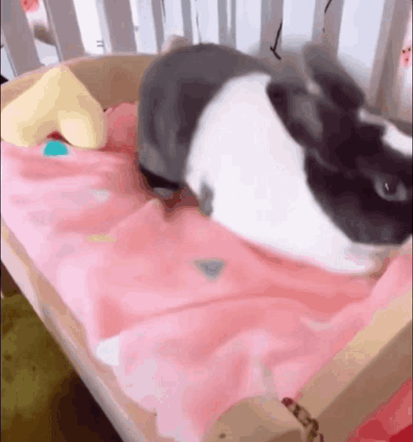 a black and white rabbit is laying on a pink blanket .