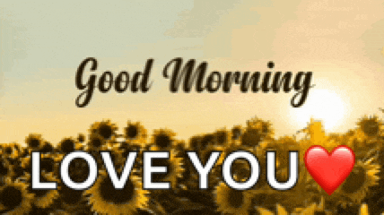 a picture of a field of sunflowers with the words `` good morning love you '' written on it .