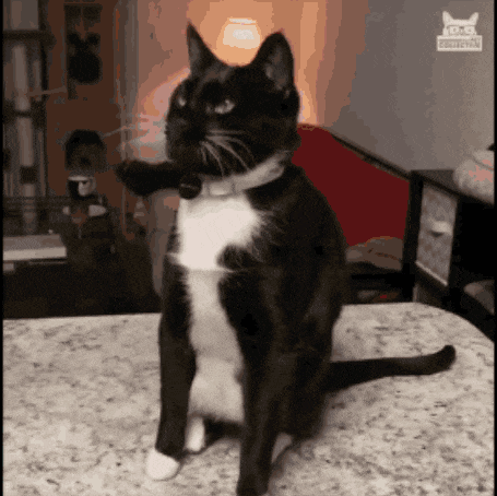 a black and white cat is sitting on a counter with a sticker on the wall that says ' cats '