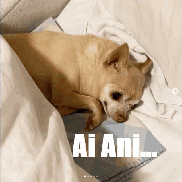 a dog laying on a blanket with ai ani written on the bottom