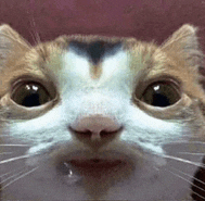 a close up of a calico cat 's face