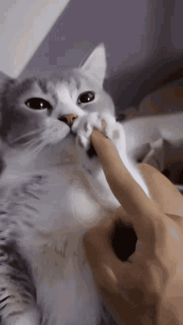 a person is petting a cat 's paw while it looks at the camera