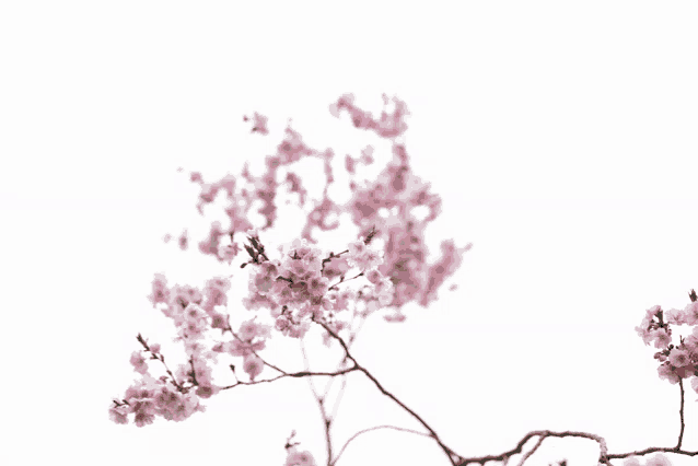 a branch of a tree with pink flowers on a white background