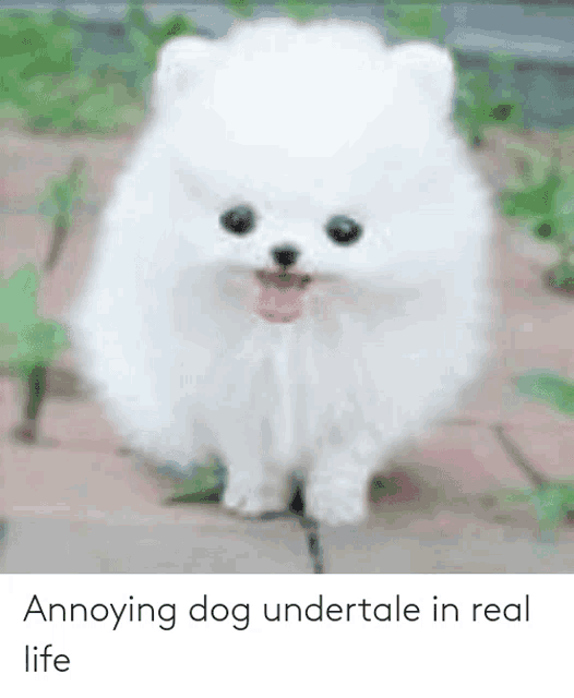 an annoying dog undertale in real life is standing on a brick sidewalk .