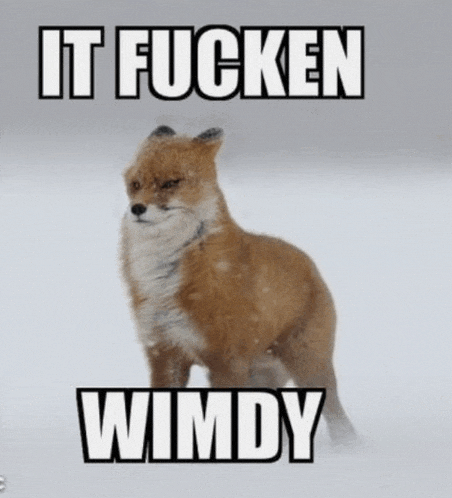 a picture of a fox with the words " it fucken wimdy "