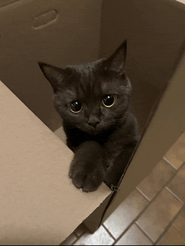 a black cat is sitting in a cardboard box