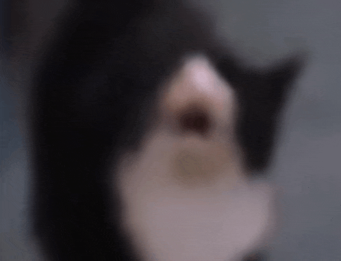 a blurry picture of a black and white cat looking at the camera