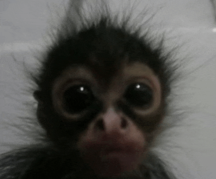 a baby monkey is looking at the camera with big eyes