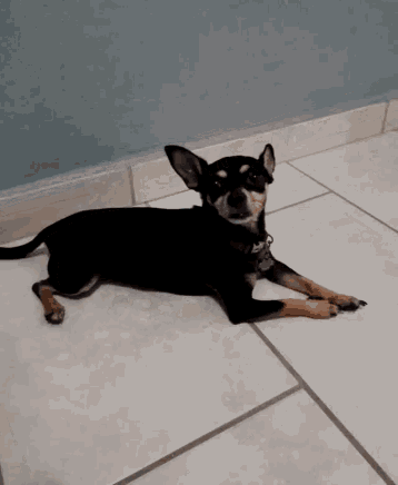 a small black and brown dog is laying on a tile floor .
