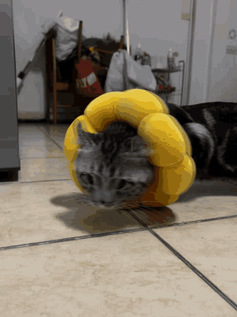 a cat wearing a yellow flower shaped cone laying on the floor