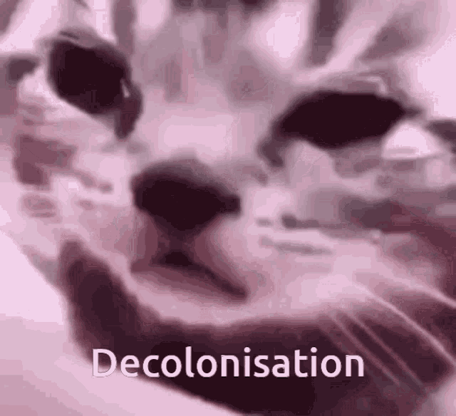 a close up of a cat 's face with the words decolonisation written in the corner .