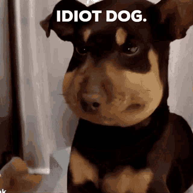 a small brown and black dog with the words idiot dog written above it