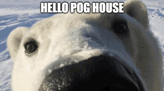 a polar bear says hello pog house in front of a snowy field