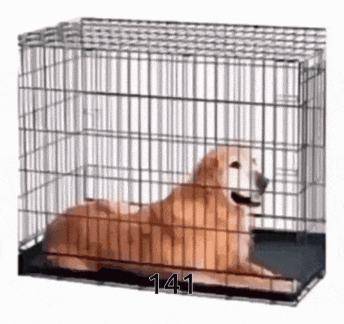 a dog is laying in a cage with the number 141 written above it