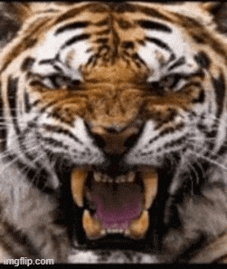 a close up of a tiger 's face with its mouth wide open .