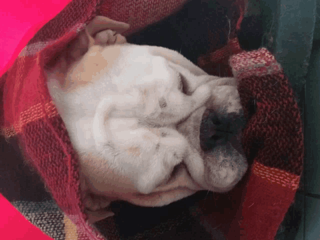 a bulldog is sleeping in a pink plaid blanket