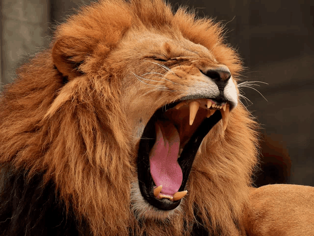 a lion with its mouth open and its tongue out