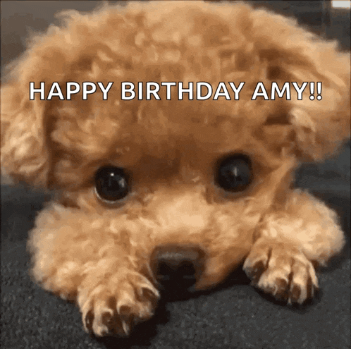 a poodle puppy laying down with the words happy birthday amy written on it