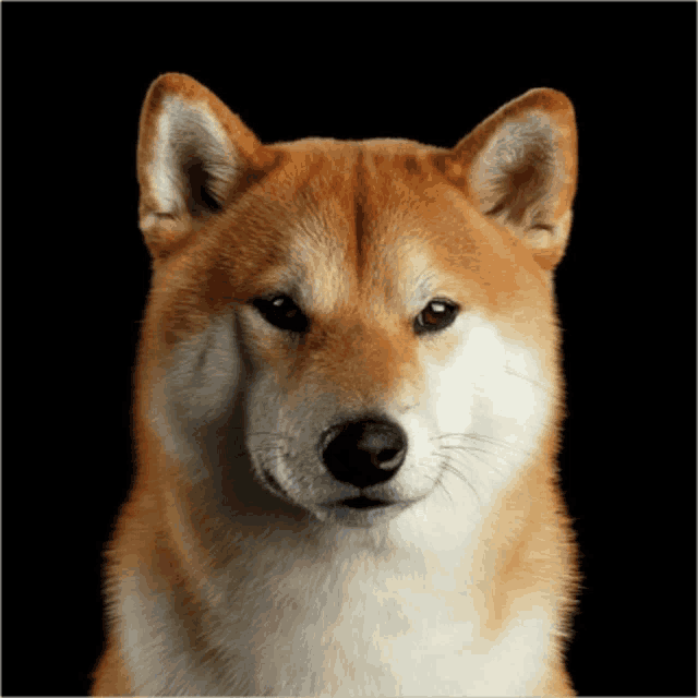 a brown and white dog with a black background