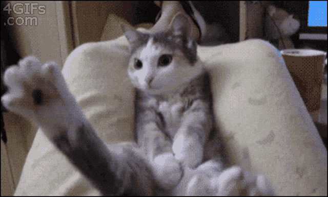 a cat is laying on a pillow with a 4gifs.com watermark