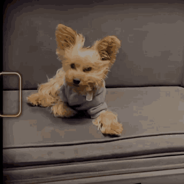 a small brown dog is laying on a couch