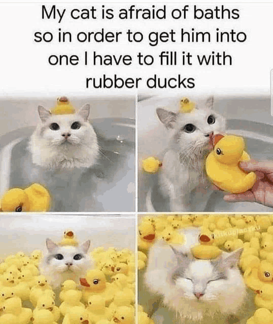 a cat is taking a bath with rubber ducks .