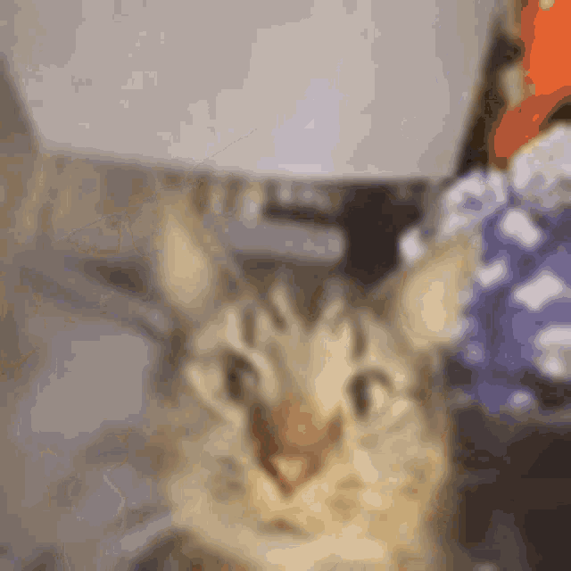 a close up of a cat looking at the camera in a room .