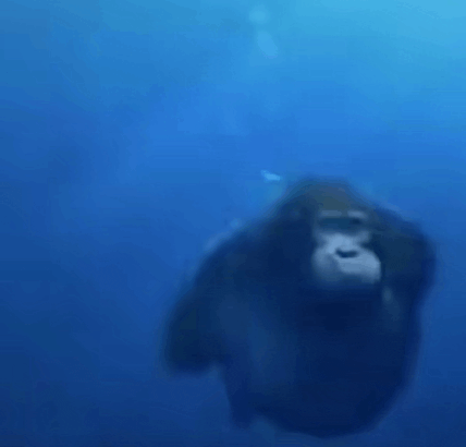 a gorilla is swimming in the ocean with a scuba diver .