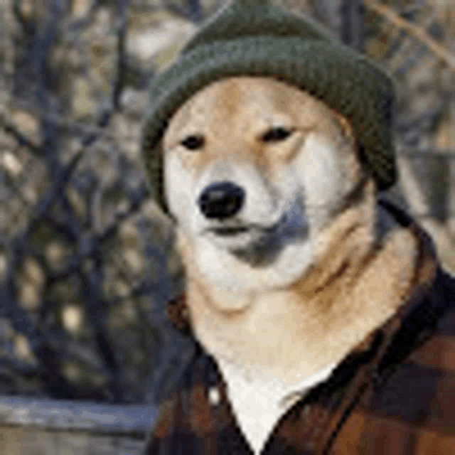 a dog wearing a hat and a plaid shirt is looking at the camera .