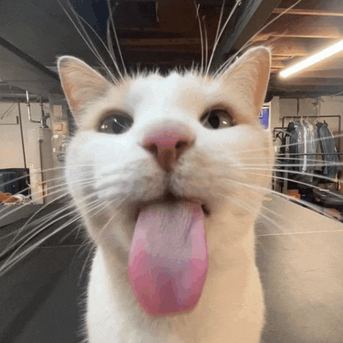 a close up of a white cat with its pink tongue sticking out