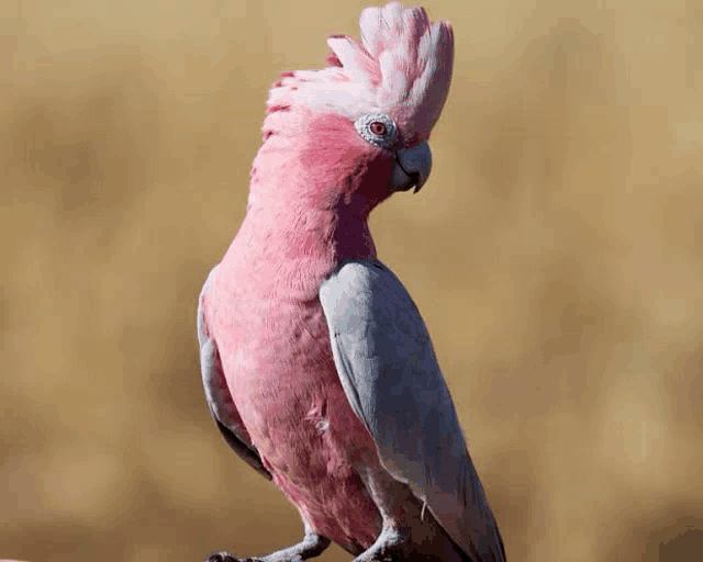 a pink and grey parrot with a red eye