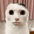 a white cat with a black spot on its head looks at the camera .