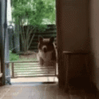a dog is standing behind a gate in a doorway .
