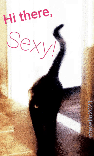 a picture of a black cat with the words hi there sexy written on it