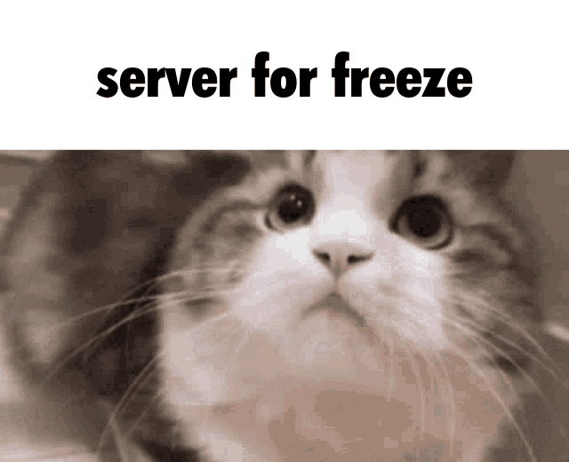 a cat is looking at the camera with the words `` server for freeze '' written above it .