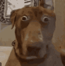 a close up of a dog making a surprised face .