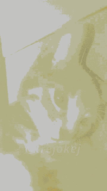 a blurred image of a cat with the hashtag @trejokej on the bottom right