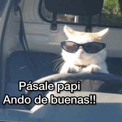 a cat wearing sunglasses is driving a car and says pasale papi ando de buenas .