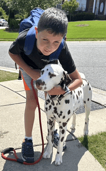 a young boy with a backpack holds a dalmatian dog on a leash