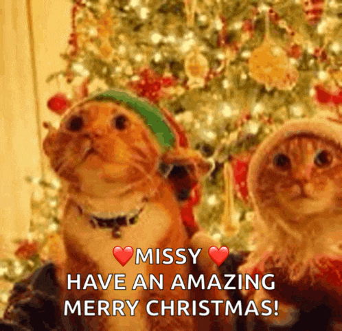 two cats wearing elf hats are sitting in front of a christmas tree with the words missy have an amazing merry christmas