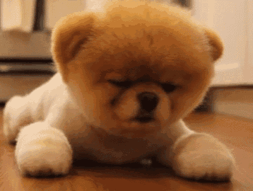 a small brown and white dog laying on a wooden floor .